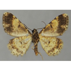 /filer/webapps/moths/media/images/R/rufina_Ectropis_PTM_ZSMb.jpg