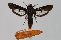 Paranthrene mesothyris