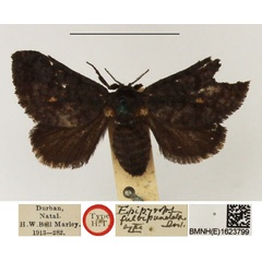 /filer/webapps/moths/media/images/F/fulvipunctata_Epipyrops_LT_NHMUK.jpg