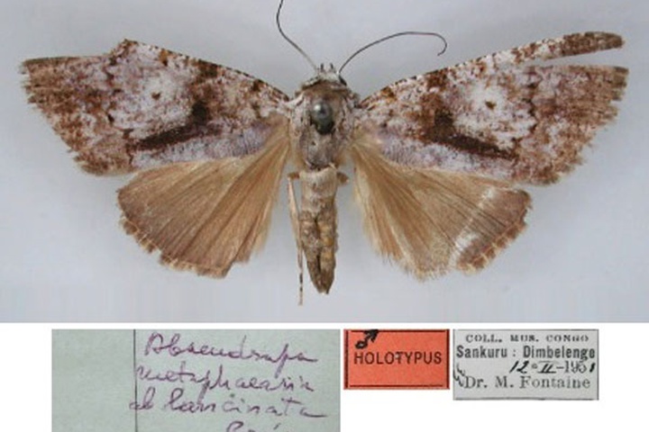 /filer/webapps/moths/media/images/L/lancinata_Abseudrapa_HT_RMCA_01.jpg