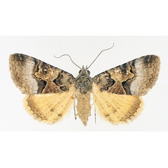 /filer/webapps/moths/media/images/M/metaxantha_Tytroca_AF_TMSA_01.jpg