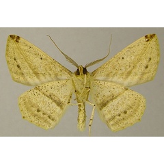 /filer/webapps/moths/media/images/N/nigromaculata_Psilocerea_AM_ZSMb.jpg