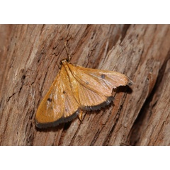 /filer/webapps/moths/media/images/B/bistigmalis_Phostria_A_Roland_01.jpg
