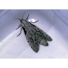 /filer/webapps/moths/media/images/S/squameus_Aethalopteryx_A_Roland_01_qul3nb6.jpg