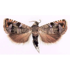 /filer/webapps/moths/media/images/B/bvumbana_Coccothera_PTF_Larsen.jpg
