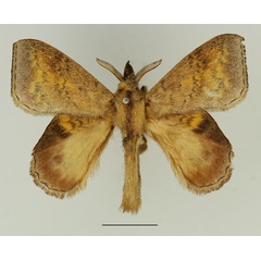 /filer/webapps/moths/media/images/D/dives_Leipoxais_AM_Basquin_01.jpg