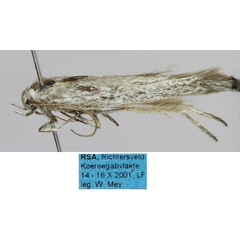 /filer/webapps/moths/media/images/S/subgriseella_Scythris_HT_ZMHB_K7CaxI1.jpg
