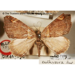/filer/webapps/moths/media/images/E/euthypora_Gonanticlea_AT_BMNH.jpg