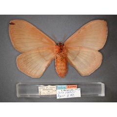 /filer/webapps/moths/media/images/S/seydeli_Jana_AT_RMCA_02.jpg