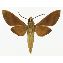 /filer/webapps/moths/media/images/F/funebris_Nephele_AM_Basquinb.jpg