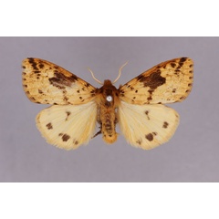 /filer/webapps/moths/media/images/M/melanodisca_Pericaliella_ST_BMNH.jpg