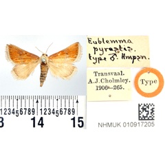 /filer/webapps/moths/media/images/P/pyrastis_Eublemma_HT_BMNH.jpg