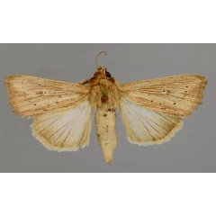 /filer/webapps/moths/media/images/C/continentalis_Leucania_PT_RMCA_01.jpg