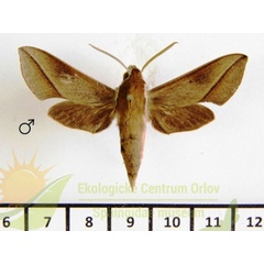 /filer/webapps/moths/media/images/B/batschii_Hippotion_AM_SMCR_01.jpg