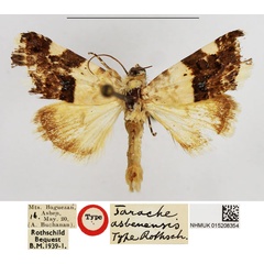 /filer/webapps/moths/media/images/A/asbenensis_Tarache_HT_NHMUK.jpg