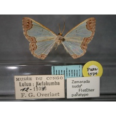 /filer/webapps/moths/media/images/S/suda_Zamarada_PT_RMCA_01.jpg