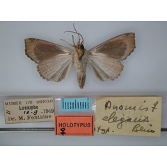 /filer/webapps/moths/media/images/E/elegans_Anomis_HT_RMCA_02.jpg