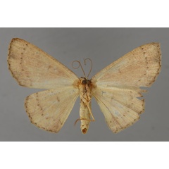 /filer/webapps/moths/media/images/I/inflexa_Ptomophyle_HT_ZSM_02.jpg