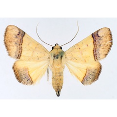 /filer/webapps/moths/media/images/C/congoensis_Strongylosia_AF_TMSA.jpg