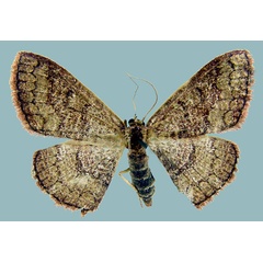 /filer/webapps/moths/media/images/P/perstrigulata_Epicosymbia_AF_ZSM.jpg