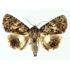 /filer/webapps/moths/media/images/V/virescens_Aedia_AF_TMSA_01.jpg