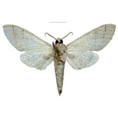/filer/webapps/moths/media/images/S/schreieri_Neoclanis_PTM_EMEM_03b.jpg