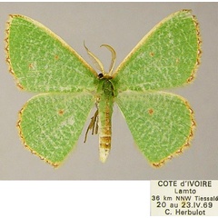 /filer/webapps/moths/media/images/A/aggravaria_Euproutia_AM_ZSM.jpg