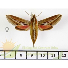 /filer/webapps/moths/media/images/C/charis_Basiothia_AF_SMCR_02.jpg
