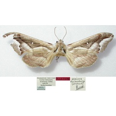 /filer/webapps/moths/media/images/S/stuckenbergi_Ceridia_AF_MNHN.jpg