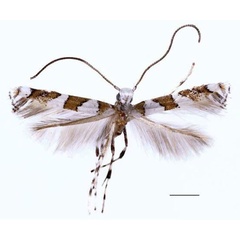 /filer/webapps/moths/media/images/T/terminalina_Cryptolectica_AM_RBINS.jpg