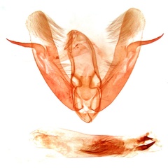 /filer/webapps/moths/media/images/F/fraus_Athetis_GMHT_TMSA_13698.jpg