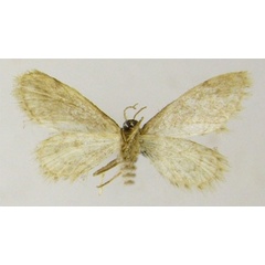 /filer/webapps/moths/media/images/V/variabilis_Idaea_HT_ZSMb.jpg