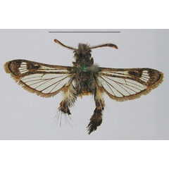 /filer/webapps/moths/media/images/A/aethiopica_Agriomelissa_HT_MNHN.jpg