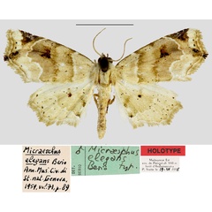 /filer/webapps/moths/media/images/E/elegans_Micraeschus_HT_MNHN.jpg