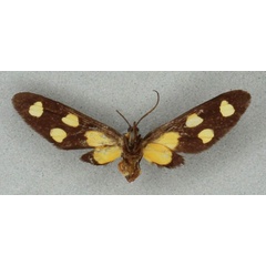 /filer/webapps/moths/media/images/A/agatha_Naclia_HT_BMNHb.jpg