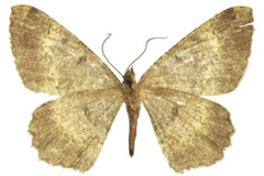 Afroracotis incompletaria incompletaria