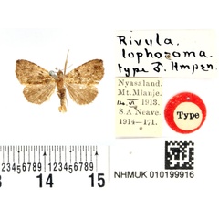 /filer/webapps/moths/media/images/L/lophosoma_Rivula_HT_BMNH.jpg