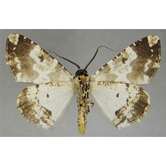 /filer/webapps/moths/media/images/A/albipennis_Oedicentra_AM_ZSMb.jpg