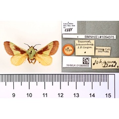 /filer/webapps/moths/media/images/J/johannes_Latoia_HT_BMNH.jpg