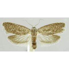 /filer/webapps/moths/media/images/D/deprinsorum_Homadaula_PTF_MfN.jpg