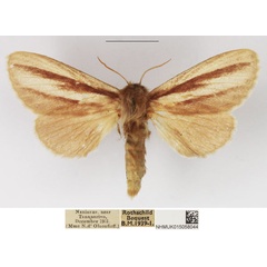 /filer/webapps/moths/media/images/I/insignis_Anchirithra_AF_NHMUK.jpg