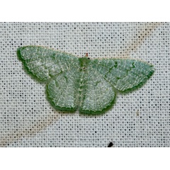 /filer/webapps/moths/media/images/S/stibolepida_Phaiogramma_A_Roland_01.jpg