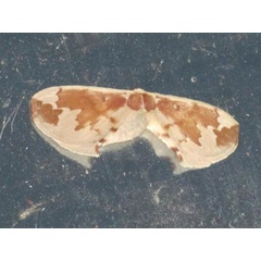 /filer/webapps/moths/media/images/P/plagiatus_Stenoglene_A_Stanton.jpg