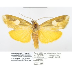 /filer/webapps/moths/media/images/R/rogueti_Sindris_AM_ANHRTa.jpg