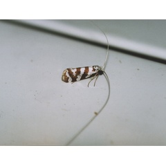 /filer/webapps/moths/media/images/W/wahlbergi_Ceromitia_A_Roland_03.jpg