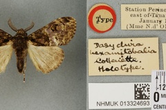 Lanitra hexamitobalia