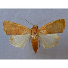 /filer/webapps/moths/media/images/A/arcuata_Maurilia_A_Baron_01.jpg