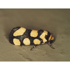 /filer/webapps/moths/media/images/G/guttifera_Emmelia_A_Roland_01.jpg