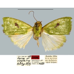 /filer/webapps/moths/media/images/V/virgula_Earias_HT_MNHN.jpg