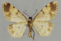 Ectropis cornuta